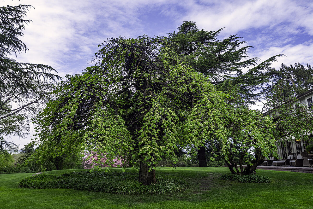 View from the pool house.